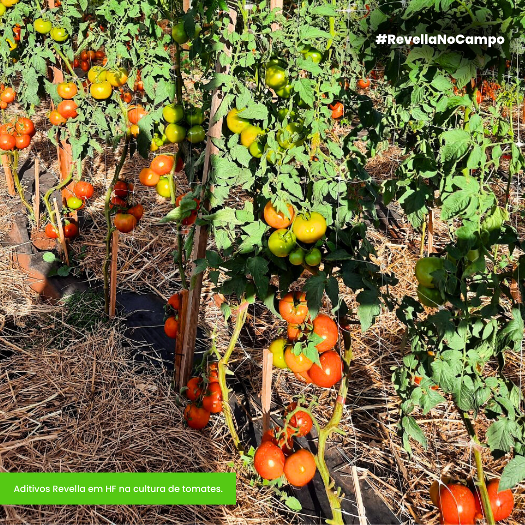 Revella Agritech: Aditivos Revella em HF na cultura de tomates